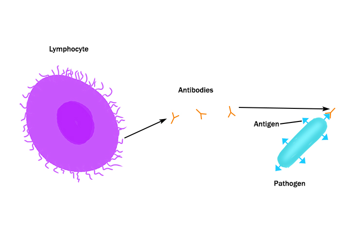 Image showing the lymphocyte releasing antibodies which attaches onto the pathogen it stops the release of antigens (chemicals produces by pathogens)
